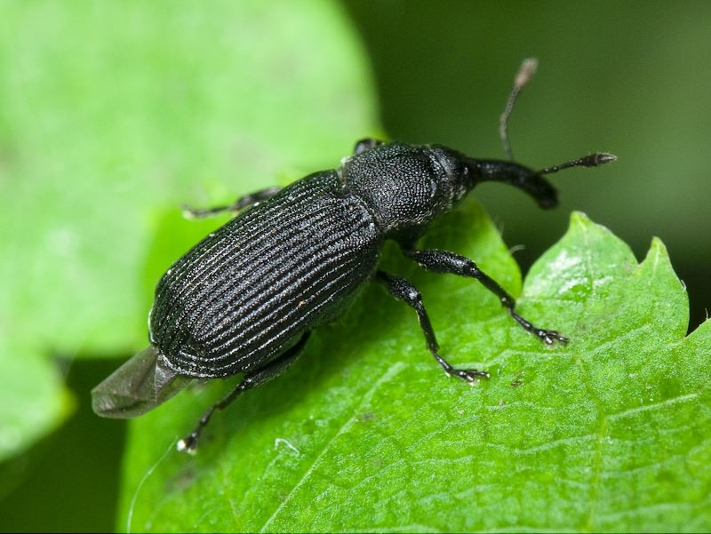 Magdalis (Odontomagdalis) caucasica (Tournier, 1872)